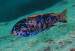 Labeotropheus fuelleborni 'Madimba Bay'